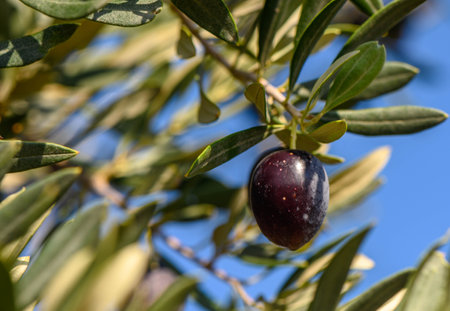 ripe black olives on the tree with green leaves 1の写真素材