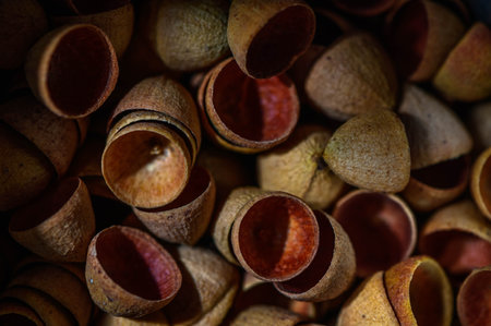 bunch of eucalyptus seed pods caps abstract background, nature background 1の写真素材