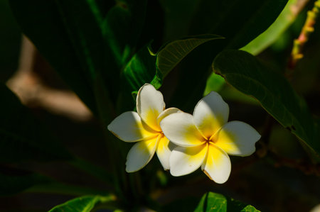 Frangipani plant white fragrant flowers in full bloom. Plumeria obtusa. Apocynaceae family.の写真素材