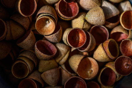 Eucalyptus Seed Pod Caps, Tiny Eucalyptus Capsの写真素材
