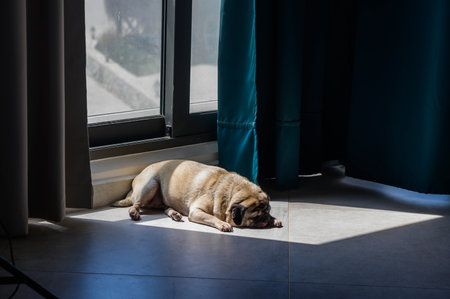 pug lies on the floor in the rays of the sun pours through the panoramic window into the apartmentsの写真素材