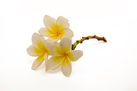 Plumeria isolated on white backgroundの写真素材