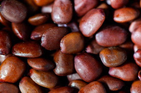 one seed used to be a measure of the weight of jewelryの写真素材