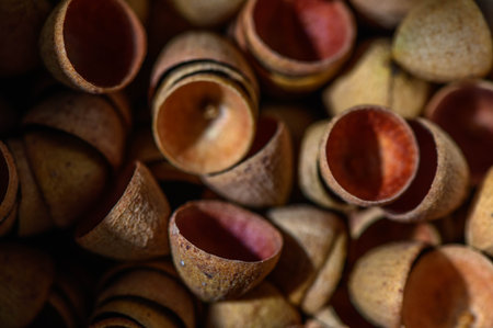 macro photography of eucalyptus seed pods abstract background, nature backgroundの写真素材