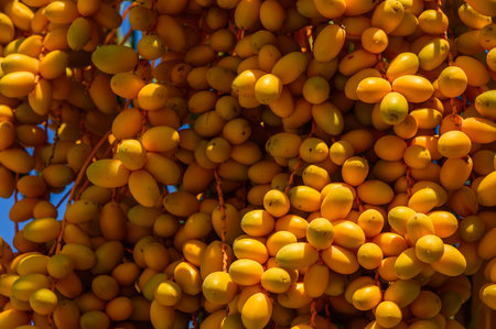 Date Palm tree or Phoenix dactylifera tree with date plam fruit.