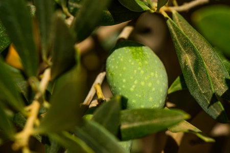 Close up of fresh green olives hanging on olive tree branch on sunny day 1の写真素材