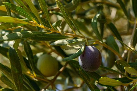 Olive Tree With Black Olivesの写真素材