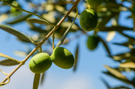 Green olives on olive tree branch. Fresh olivesの写真素材