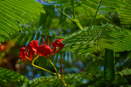 Red Peacock tail flowers on treeの写真素材