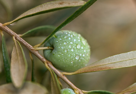 Detail of olive tree with green olives Close-Up Of Fruits Growing On Treeの写真素材