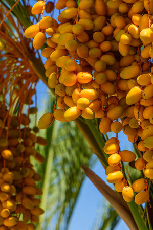 Bunch of yellow dates on date palm.