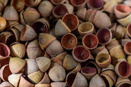 Eucalyptus seed pod caps as background 5の写真素材