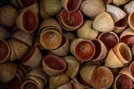 Eucalyptus seed pod caps as backgroundの写真素材