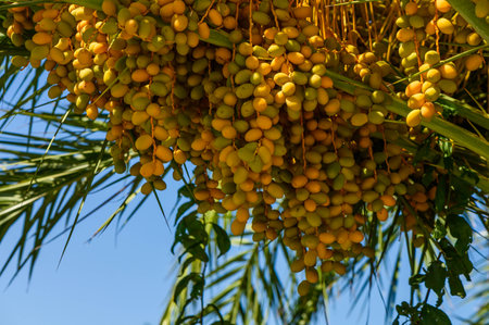 view date palm from belowの写真素材