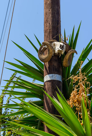 ram's head on a pole in a villageの写真素材