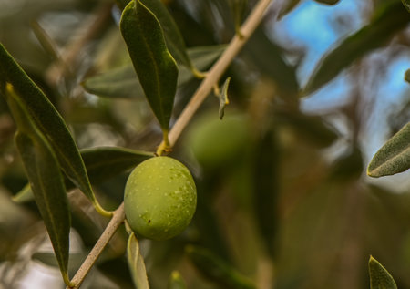Detail of olive tree with green olives Close-Up Of Fruits Growing On Treeの写真素材