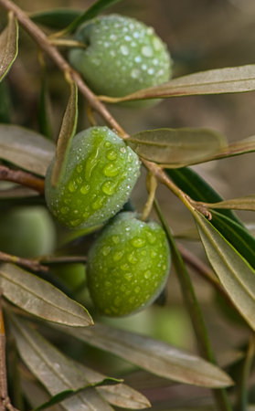 Detail of olive tree with green olives Close-Up Of Fruits Growing On Treeの写真素材
