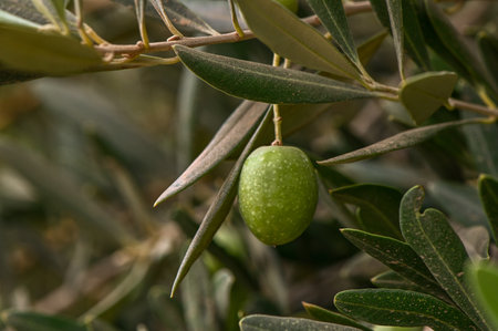 Green olives hanging on treeの写真素材