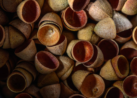 Eucalyptus seed pods abstract background, seed backgroundの写真素材