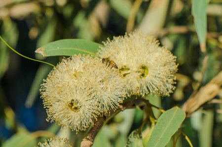 bee pollinates eucalyptus flowers in summerの写真素材