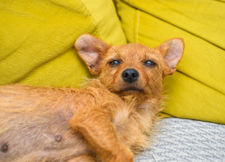 The dog is lying on the sofaの写真素材