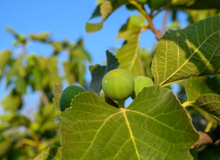 Figs on the fig tree branches in a beautiful sunny dayの写真素材