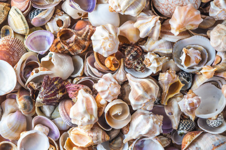 Seashells background. Texture of the sea shellsの写真素材