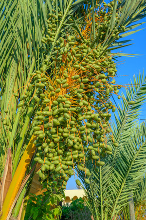 close up of fresh light green bunches of dates hanging on a date palm treeの写真素材