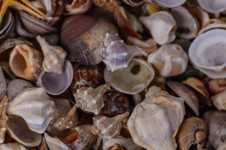 a variety of Mediterranean shells collected on the beach 1の写真素材
