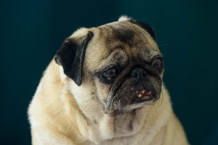 Pug dog collection (portrait, sitting, standing), animalの写真素材