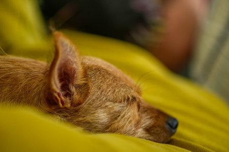 Funny dog, Shaggy dog, Dog face.の写真素材