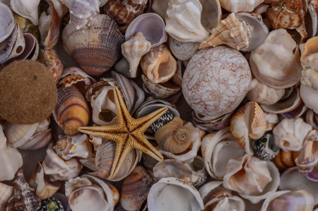 a variety of Mediterranean shells collected on the beachの写真素材