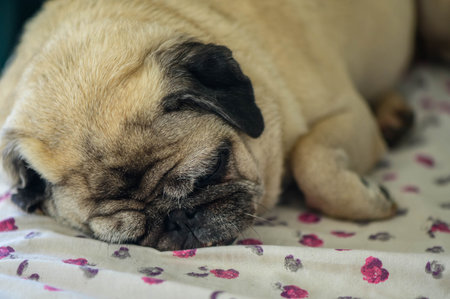 Adorable pug dog peacefully sleeping in sunlightの写真素材