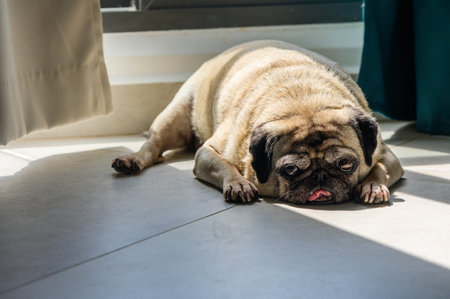 Close-up of pug sleeping on floorの写真素材