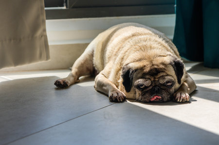 Close-up of the face and wrinkles of an older pug sleeping on the floor.の写真素材