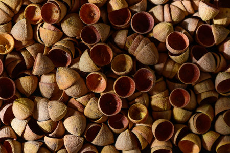 eucalyptus seed caps as backgroundの写真素材