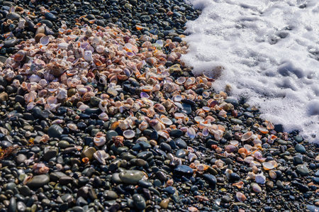 Sea shells and rocks on the beach