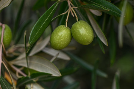Background olive branch on a green background.の写真素材