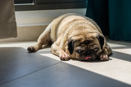 Indoor Scene of Sleeping Pug with Beige Fur Adorable sleeping pug, beige fur, black ears, indoor scene.の写真素材