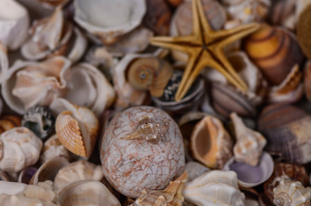a variety of Mediterranean shells scattered on the table