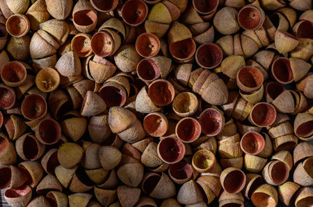 eucalyptus seed caps resembling acorns nature backgroundの写真素材