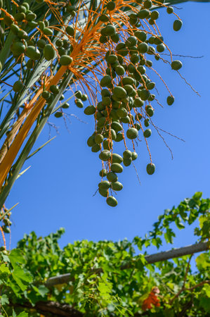 close up of fresh light green bunches of dates hanging on a date palm tree