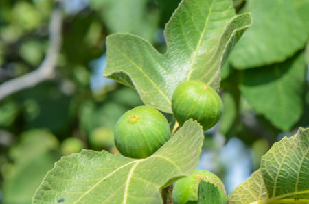 A green fig tree branch with lush leaves and a single fig fruitの写真素材