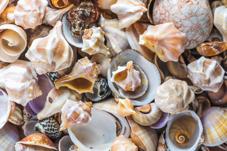 Sea shells pattern. Seashell background.の写真素材