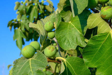 Fresh green figs growing on a tree with lush leaves and unripe fruit in the background