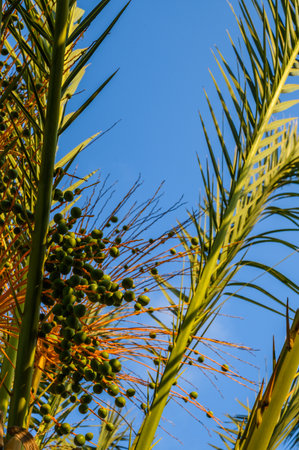 Fresh green date palms on the tree in the gardenの写真素材