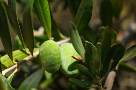 Olives ripening on a branch in a garden in summer, Mediterranean, close-up.の写真素材