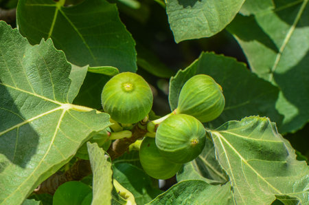 Green fig fruits growing on stemsの写真素材
