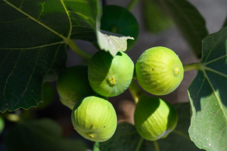 Ripe figs on a tree
