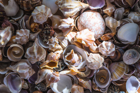 Sea Shells Seashells Panorama - assorted shells 1の写真素材